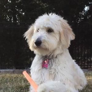 Meet your Posher, Sherry